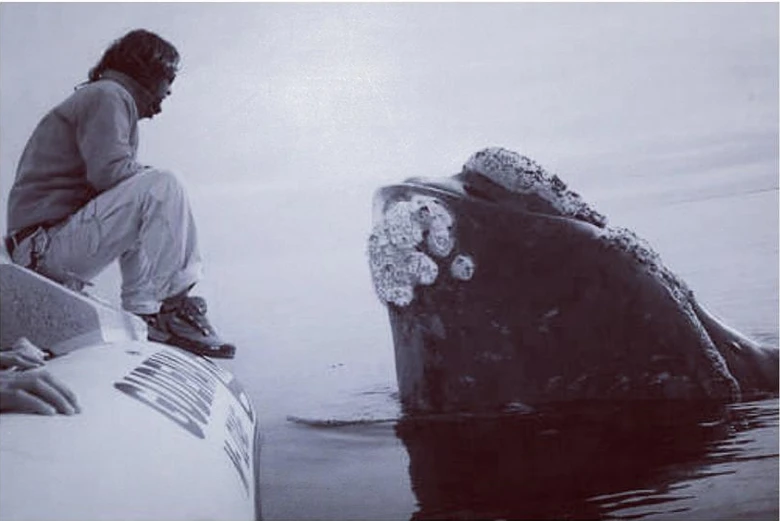 El Doradillo, un sitio reconocido mundialmente por ser un santuario natural de ballenas