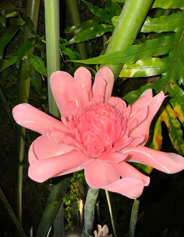 Ambar de Benedictis en Ubatuba