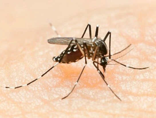 Cuáles son los tips para evitar el dengue según Fernán Quirós