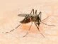 Cuáles son los tips para evitar el dengue de Fernán Quirós