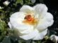 Manual de Jardinería: cómo reconocer una rosa polinizada