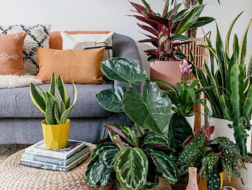 Feng Shui: 6 plantas "mufa" que no deberías tener en tu casa