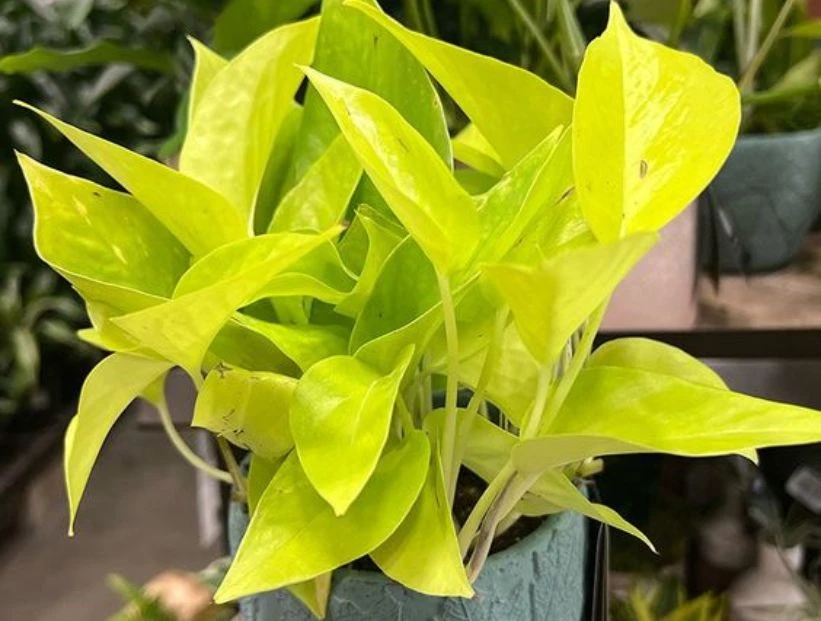Potus neón: la variedad más canchera para decorar tu casa