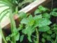 Huerta en casa: cómo cultivar menta en una maceta