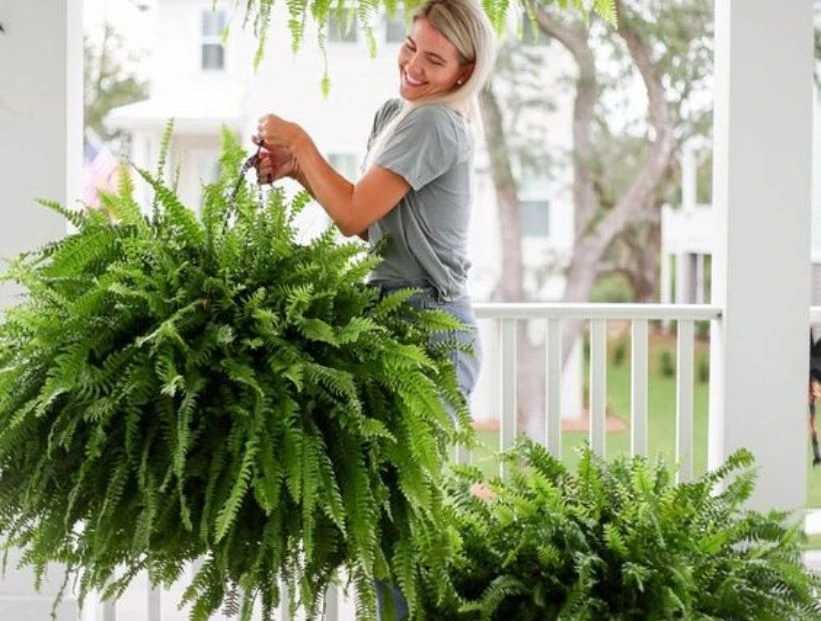 Helechos: la guía definitiva para cuidarlos