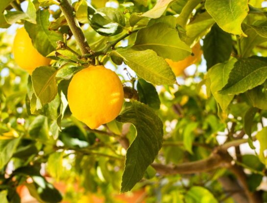 Manual de Jardinería: oruga del limonero, cómo identificar si es mariposa