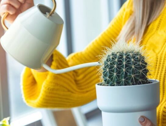 4 métodos diferentes para regar tus plantas de interior