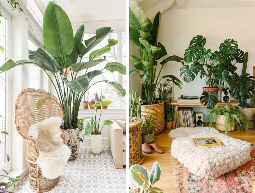 5 plantas de moda y con hojas XL para decorar tu living