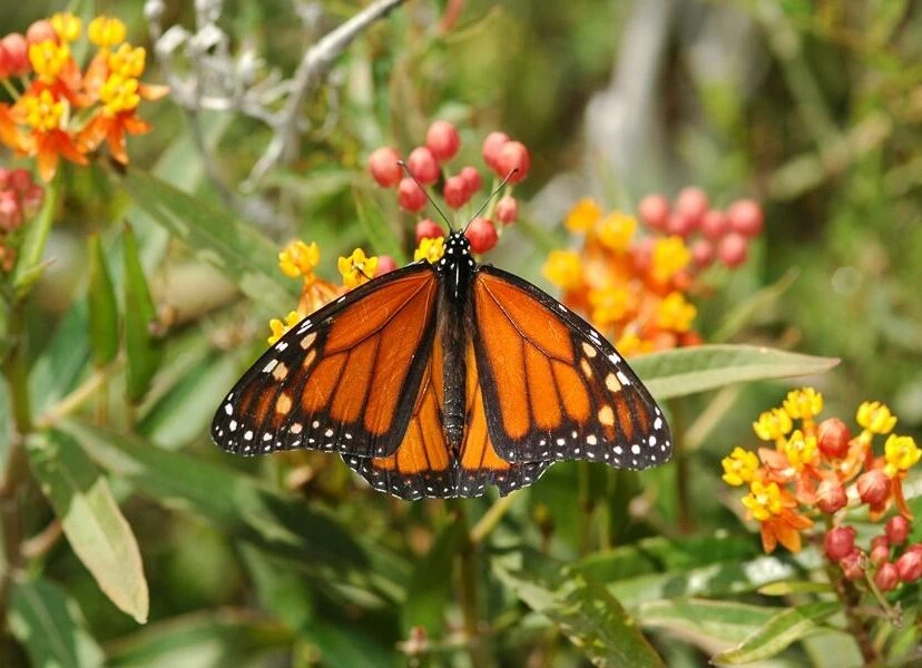 Manual de Jardinería: Asclepias curassavica, así es la planta que atrae mariposas monarcas