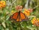 Manual de Jardinería: Asclepias curassavica, así es la planta que atrae mariposas monarcas