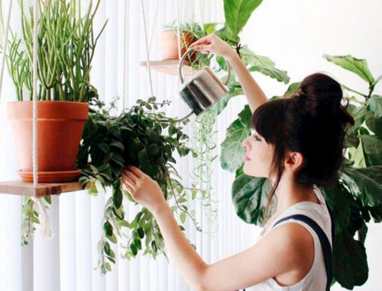Las plantas gritan cuando están bajo estrés