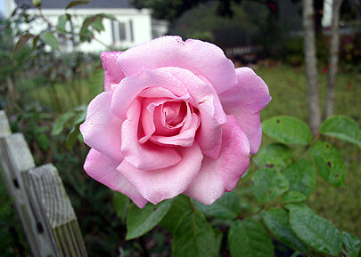 Manual de Jardinería: Maman Cochet, una rosa de té de color rosa y muy perfumada