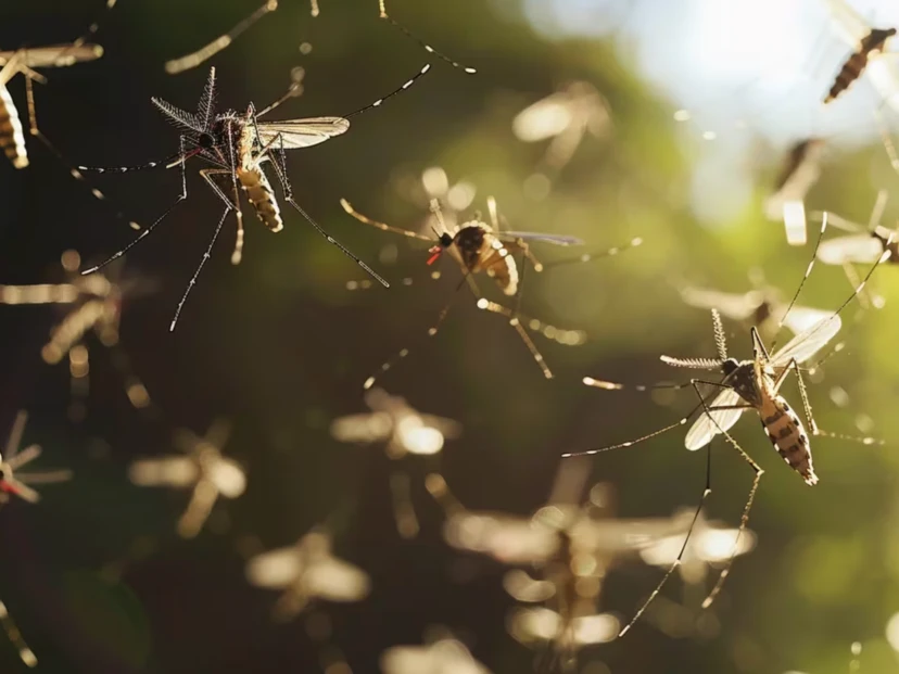 Dengue en el hospital: las recomendaciones de una médica en primera persona
