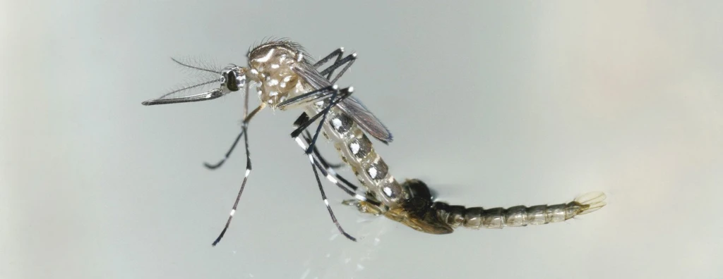 Dengue en el hospital: las recomendaciones de una médica en primera persona