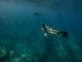 La historia de Martina Álvarez, la primera argentina en documentar tiburones: busca crear conciencia sobre la vida marina