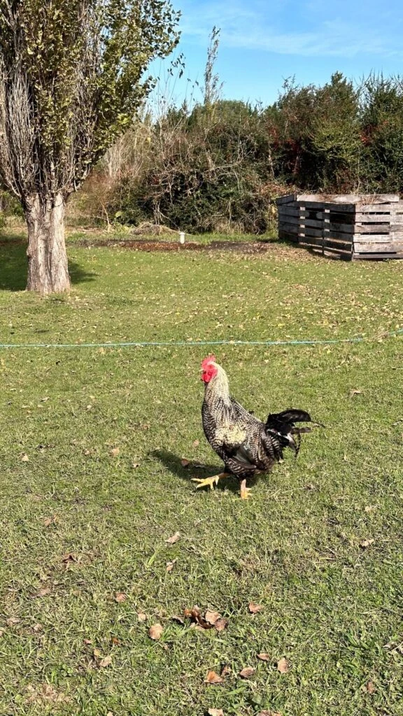 Nicole Neumann mostró como luce actualmente su chacra