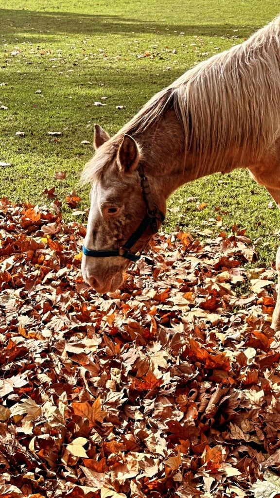 Nicole Neumann mostró como luce actualmente su chacra