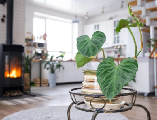 Cómo cuidar tus plantas en ambientes calefaccionados
