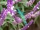 Manual de Jardinería: las mejores flores para atraer colibríes