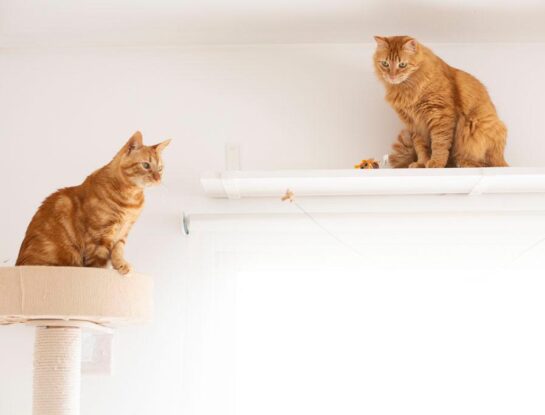 Cómo diseñar y decorar tu departamento para vivir y convivir con gatos