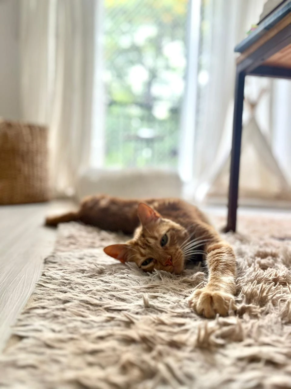 Gatos y humanos pueden coexistir en armonía ¡sin pasarla mal en el intento!