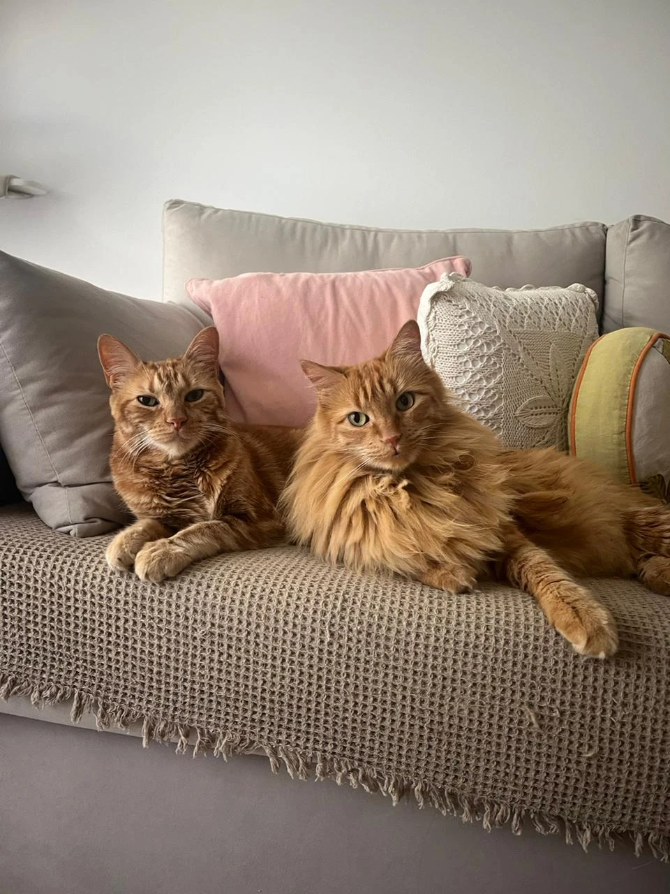 Toulouse y Aramis, los gatos de Nai Osepyan, especialista en comportamiento felino. 