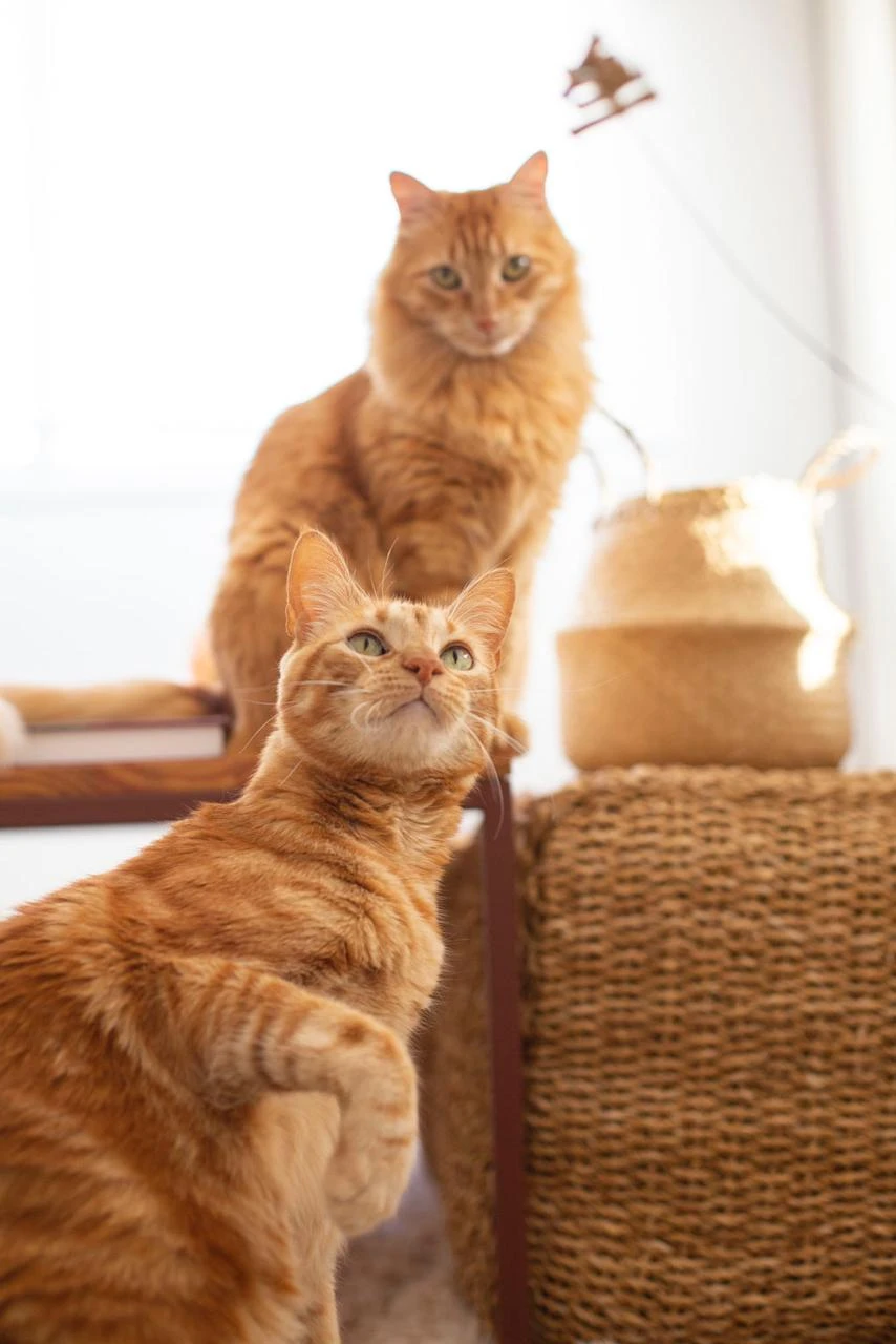 Jugar con los gatos para que ejerciten su instinto cazador es la mejor estrategia para proteger mobiliario y adornos.