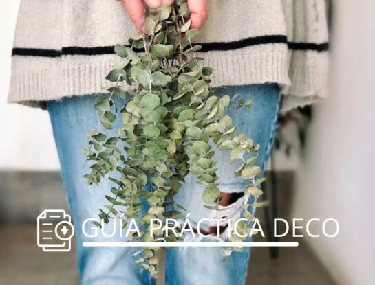 Eucalipto en casa: la manera fácil de incorporar verde en cualquier rincón y aprovechar sus beneficios