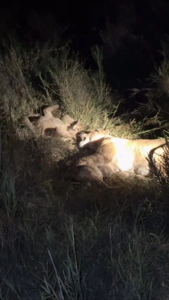 Las fotos de las vacaciones de la familia Simeone en África. Foto: Instagram. 