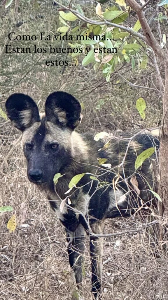Las fotos de las vacaciones del Cholo Simeone y Carla Pereyra en África. Foto: Instagram. 
