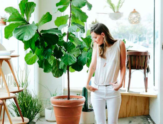Ficus lyrata o pandurata: los secretos para cuidar la planta que es tendencia deco