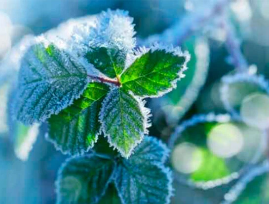 Cómo cuidar tus plantas del frío polar