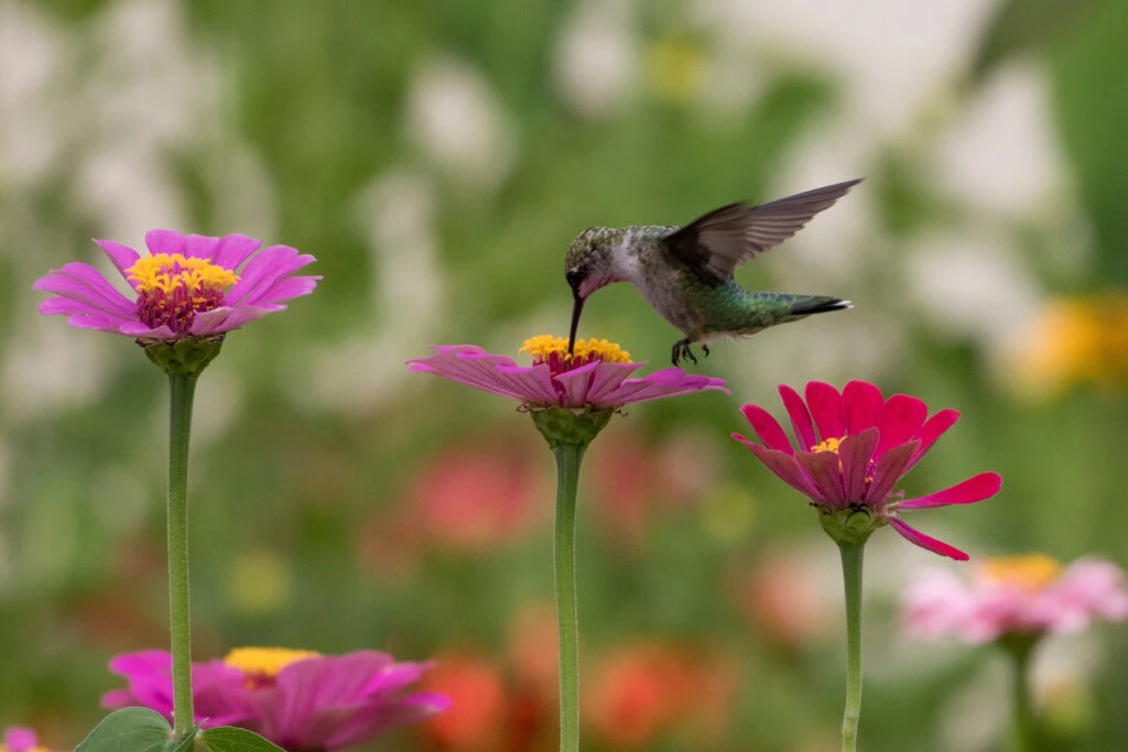 La imagen tiene un atributo ALT vacío; su nombre de archivo es 82583939_l_normal_none-1024x683.jpg