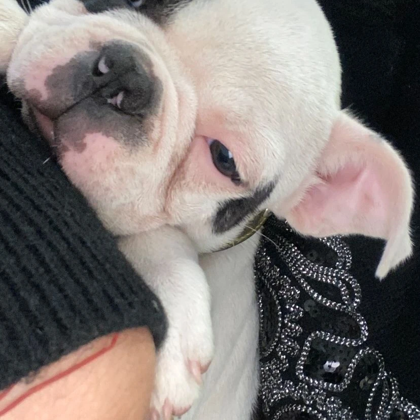 Indiana Cubero con la mascota más pequeña de Nicole Neumann en brazos.