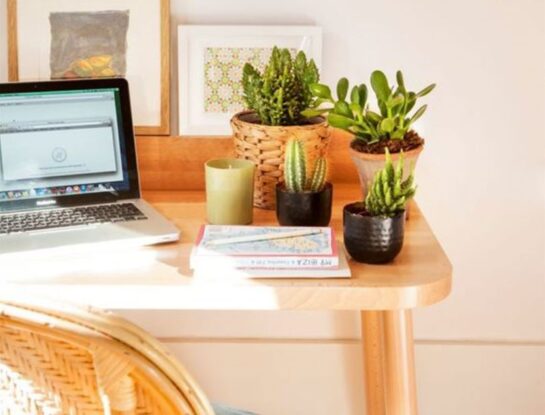 Feng Shui: describí cuál es la planta que no puede faltar en tu nueva casa