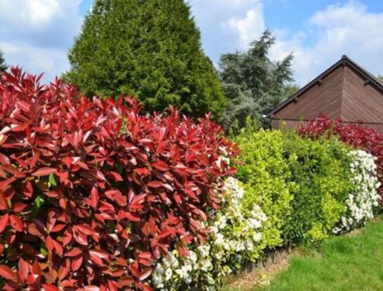 Manual de Jardinería: plantas de bajo mantenimiento para tapar a los vecinos