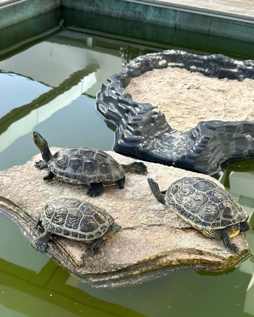 La China Suárez adelanta las tendencia del verano 2025 desde Ibiza