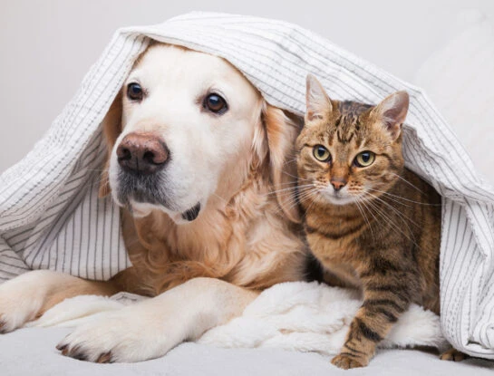 Pulgas: el enemigo menos pensado de tus mascotas