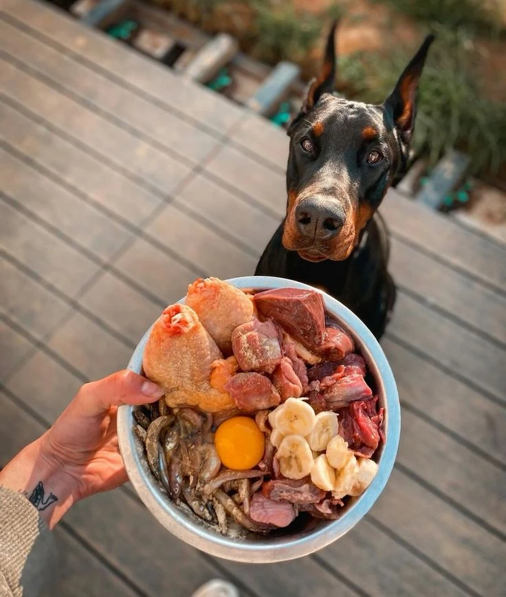 Qué es la dieta BARF: la opción natural para alimentar a tu mascota