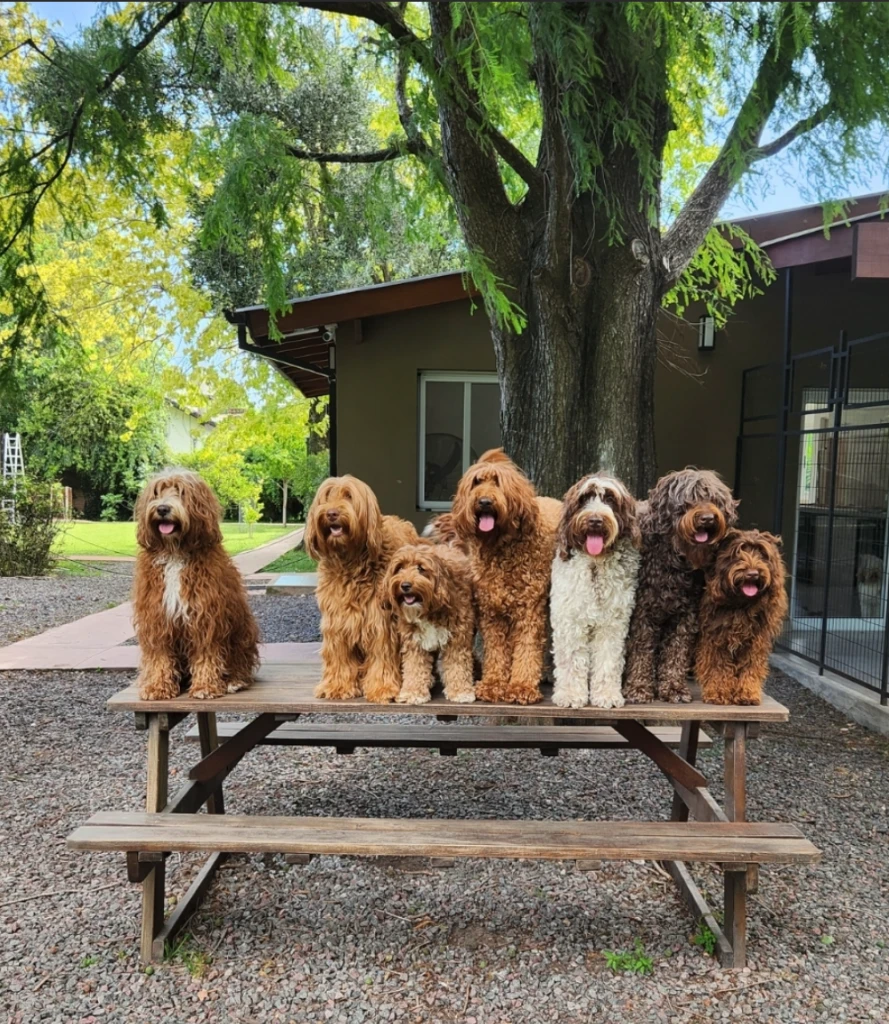 Qué son las Intervenciones Asistidas con Animales: la terapia más innovadora para el desarrollo de la discapacidad