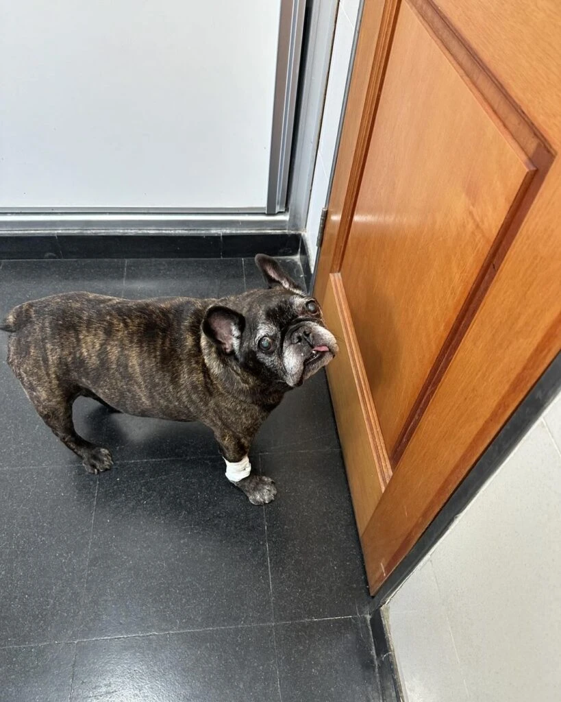 La China Suárez con su mascota, feliz por su recuperación