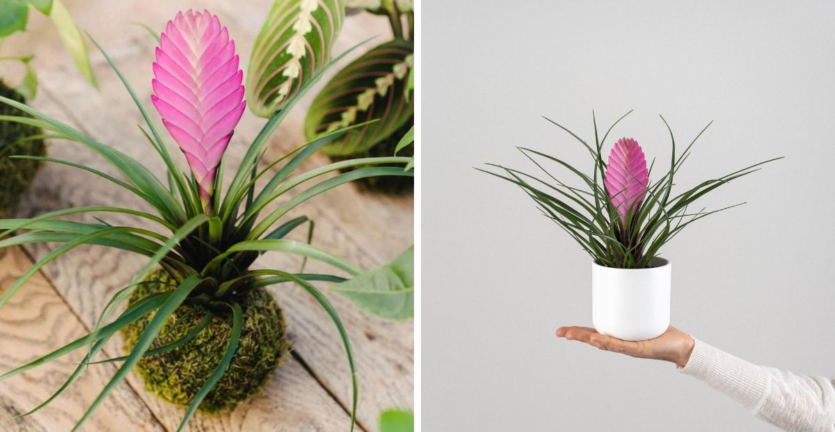 Pluma rosa: la original planta que es tendencia deco