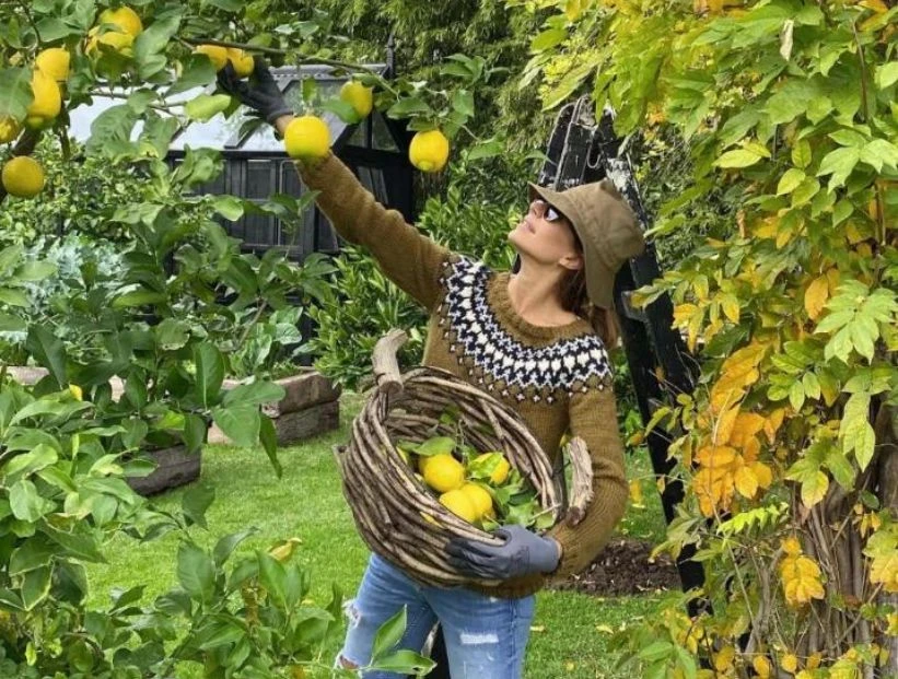 Tips para tener un limonero, el árbol favorito de Juliana Awada
