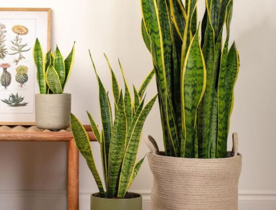 Sansevieria: trucos caseros y naturales para acelerar su crecimiento