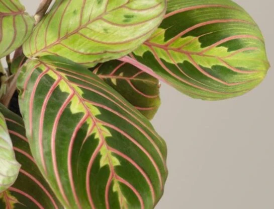 Maranta leuconera: la planta de interior con hojas tricolor que es tendencia deco