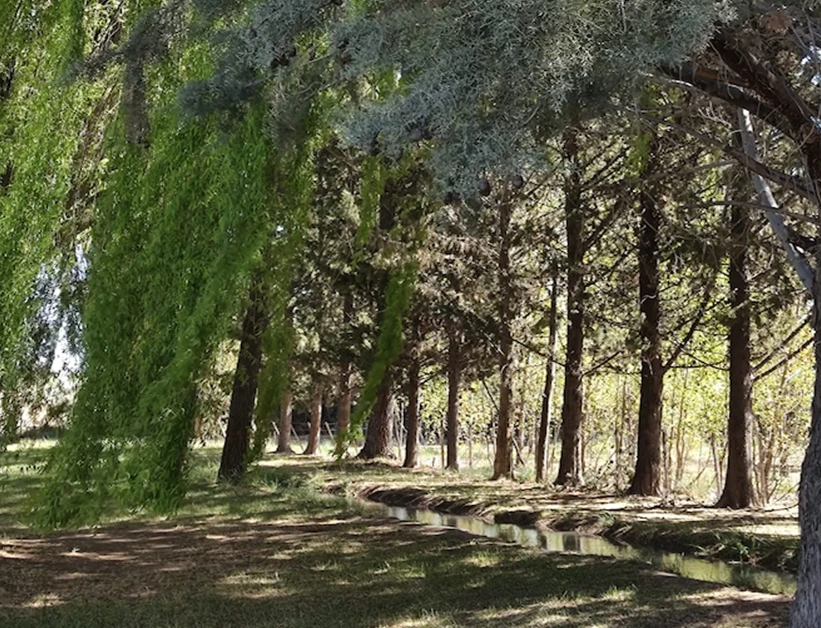 Prado Verde de Bethel