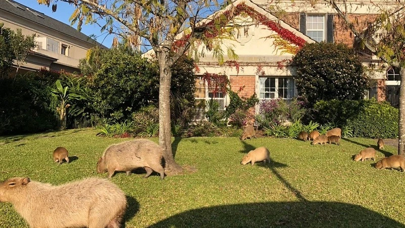 Natalie Weber y la polémica por los carpinchos de Nordelta