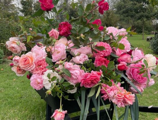 Manual de Jardinería: cómo podar un rosal híbrido de té