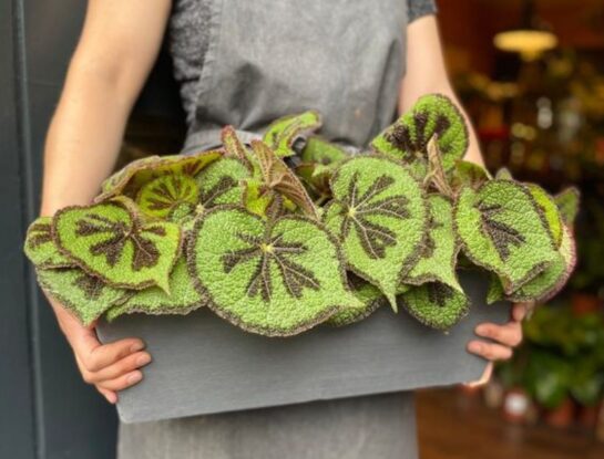 Cómo cuidar la begonia iron cross: la planta tendencia 2025