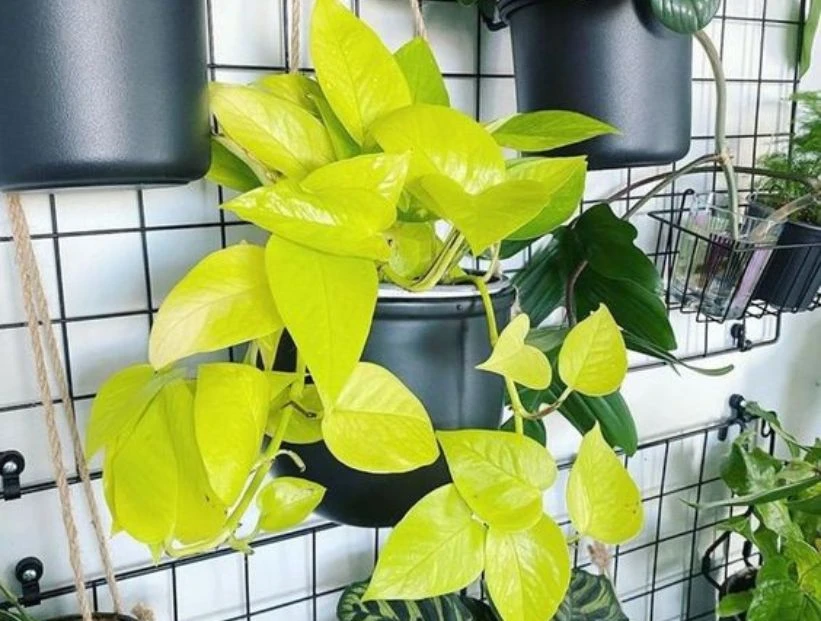 Potus neón: la planta perfecta para decorar tu casa con mucha onda